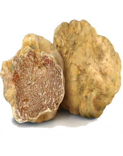 Fresh White Truffles | Tuber Magnatum (Wholesale)