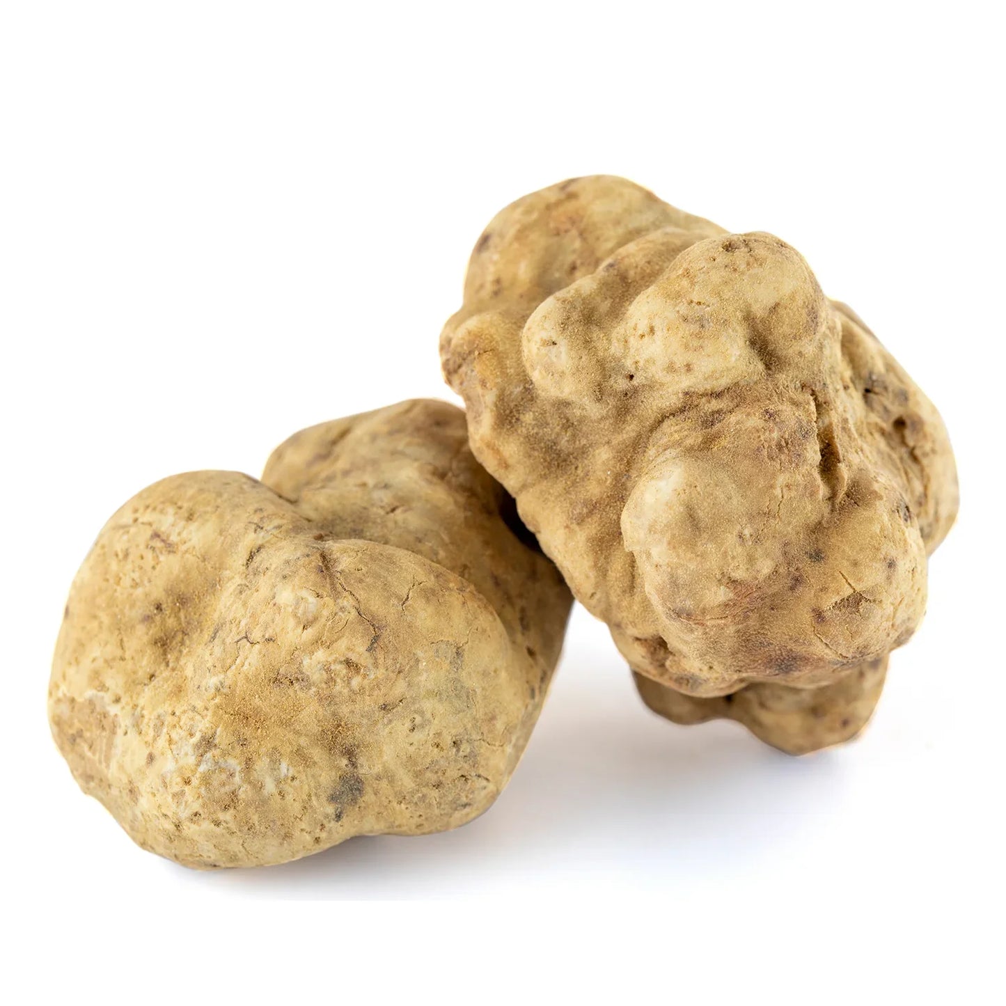Fresh White Truffles | Tuber Magnatum (Wholesale)
